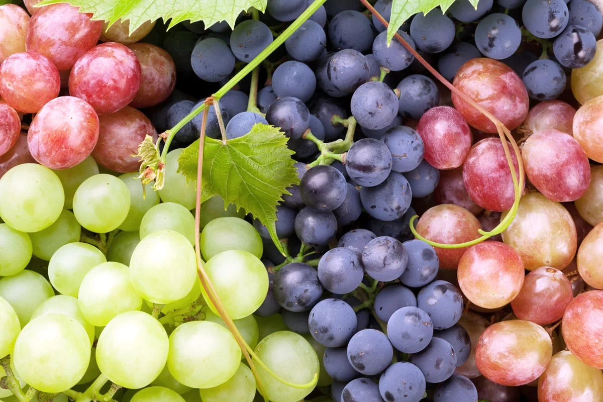 b2ap3 large Shiraz grape varieties