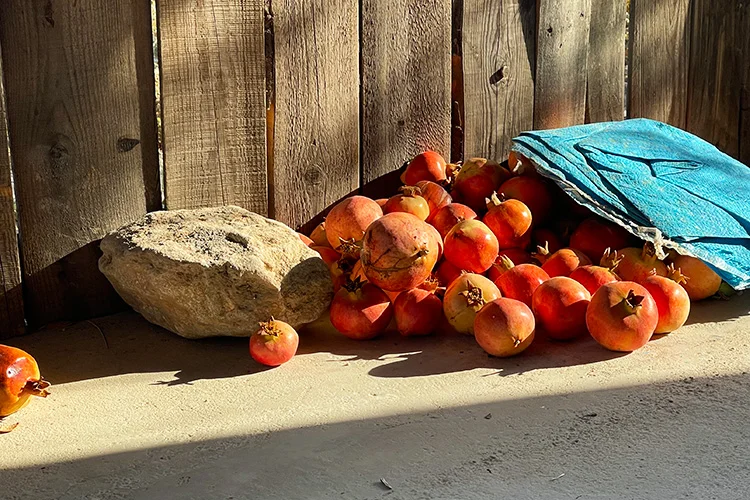 Maharloo gardens pomegranate