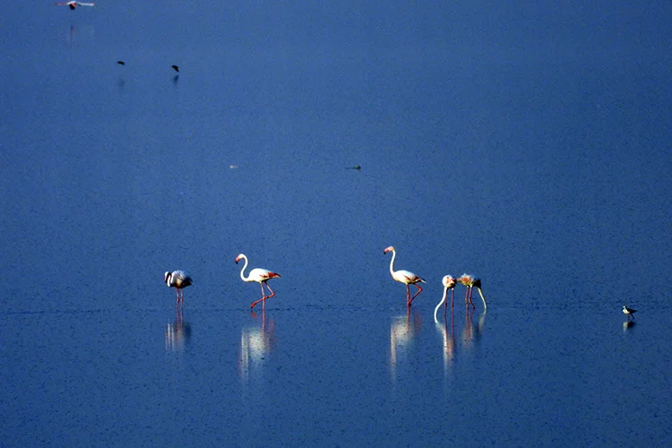 Maharloo lake Migrating Flamingos