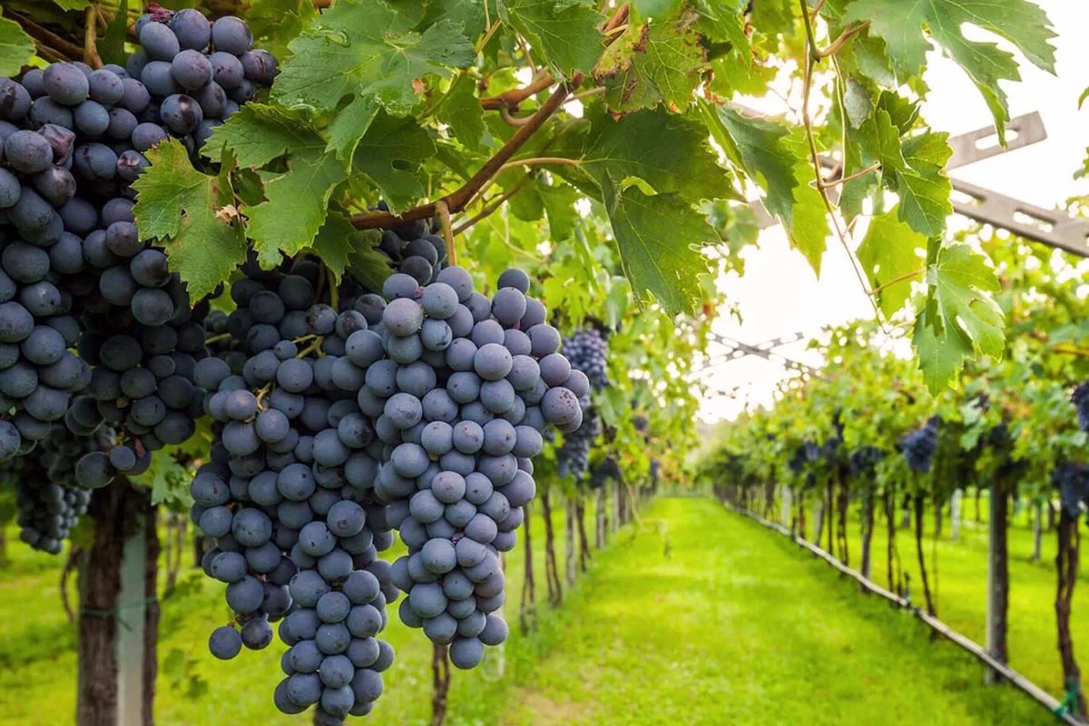 b2ap3 large Shiraz vineyards