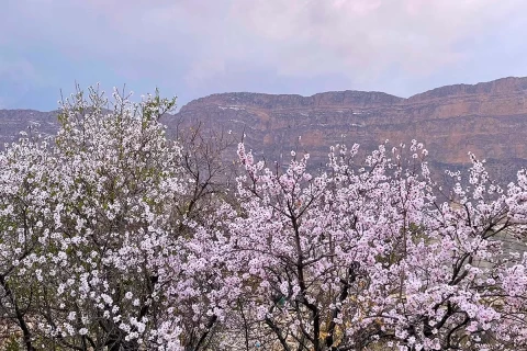 b2ap3 thumbnail Pink Almond Blossoms Maharloo Village